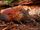 Grey-faced Sengi