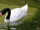 Black-necked Swan