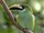 Emerald toucanet