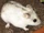 Chinese Dwarf Hamster