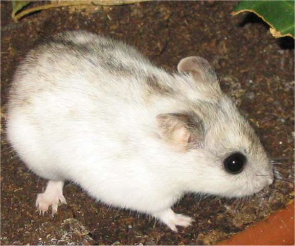 male chinese dwarf hamster