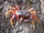 Red Land Crab