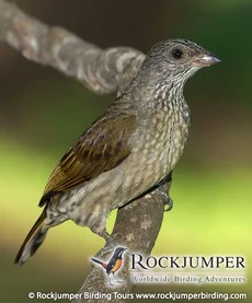 Scaly-throated-honeyguide-by-hugh-chittenden