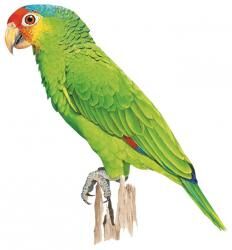 Red lored deals amazon