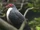 Papuan Mountain Pigeon