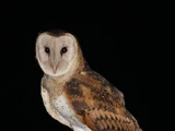 Eastern Grass Owl