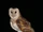 Eastern Grass Owl
