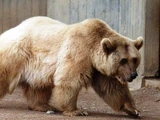 Grizzly–polar bear hybrid