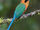 Rufous Motmot