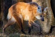 ManedWolf-1.jpg