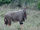 Nyala