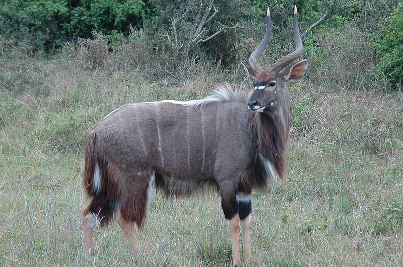 Nyala Male