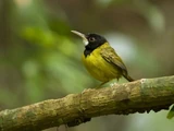 Yellow-breasted Tailorbird
