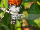 Green Kingfisher