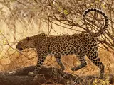 African Leopard