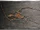Campylognathoides