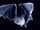 Hairy-legged Vampire Bat