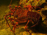 Japanese Spiny Lobster