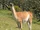 Llama