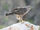 Socotra Buzzard