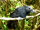 Recurve-billed Bushbird