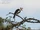 Grey-crested Helmetshrike