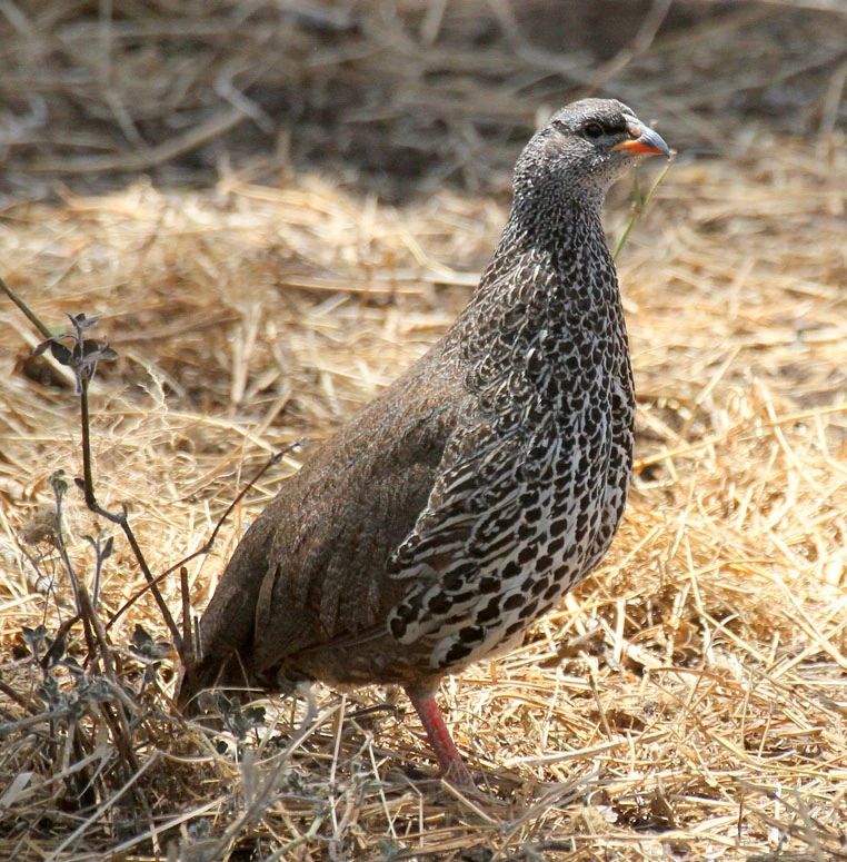 Hildebrandt's Francolin Animal Database Fandom