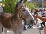 Andalusian donkey