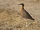 Indian Courser