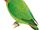 Agapornis