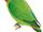 Red-headed Lovebird