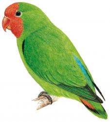 Red-headed Lovebird | Animal Database | Fandom