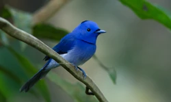 05-black-naped-monarch-hypothymis-azurea