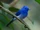 Black-naped Monarch