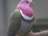 Pink-headed Fruit Dove