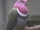 Pink-headed Fruit Dove