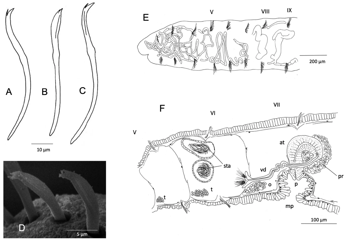 Aulodrilus limnobius Animal Database Fandom