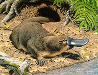 Evolution-platypus