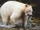 Kermode Bear