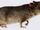 Greater long-tailed hamster