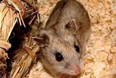 Kuneho Ni Angelo - The Campbell's dwarf Russian hamster (Phodopus  campbelli) grows to a maximum of 4 inches and has an average life expectancy  of two years. This is another social breed