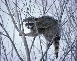 Raccoon1