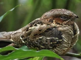 Large-tailed Nightjar