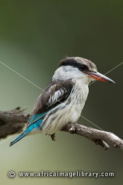 TA-SE-kingfisher-08-0002 large