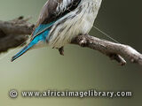 Striped Kingfisher