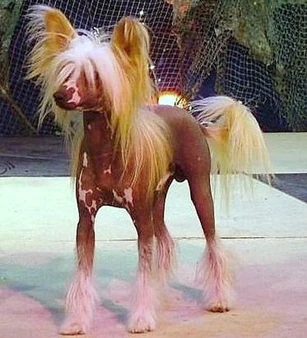 Chinese Crested Dog