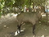 Nilgai