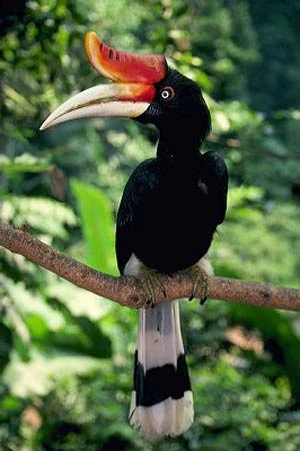 Rhinoceros Hornbill Wikipedia