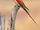 Southern Carmine Bee-eater