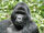 Eastern Mountain Gorilla